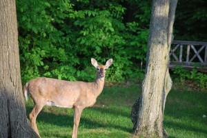 mama-deer