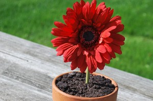 Flower Pot Dessert Slide