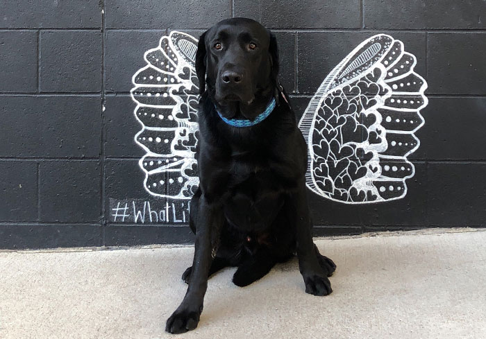 Arlo with the What Lifts You Butterfly Mural